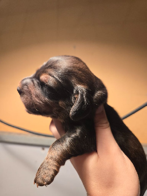 CHIOT 2