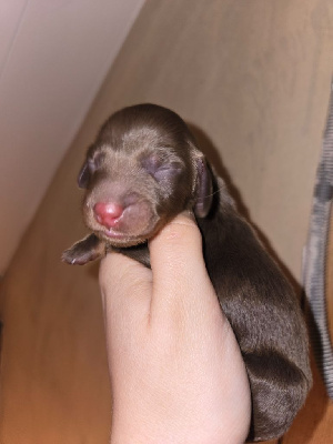 CHIOT 1