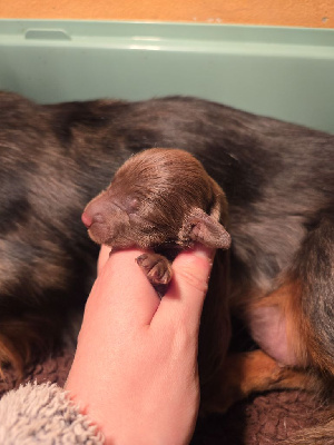 CHIOT 2