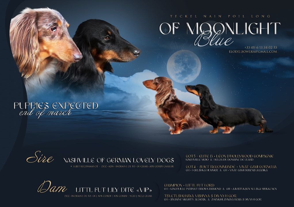 Chiot Teckel poil long Of Moonlight Blue