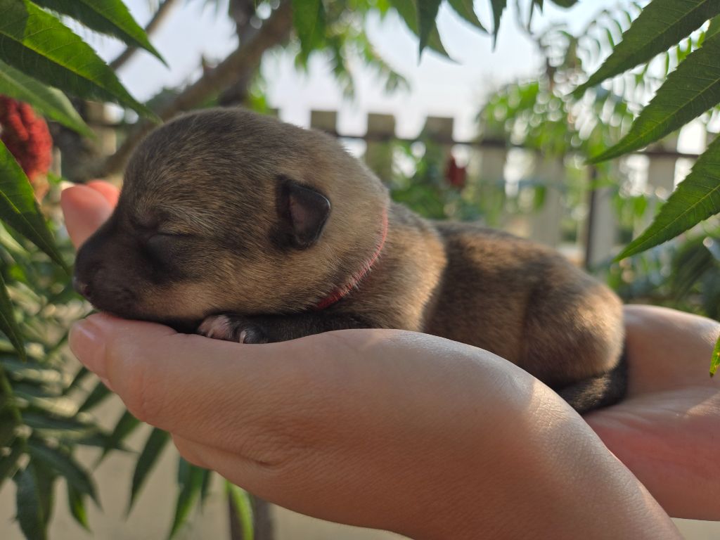 Of Moonlight Blue - Chiots disponibles - Spitz des Visigoths