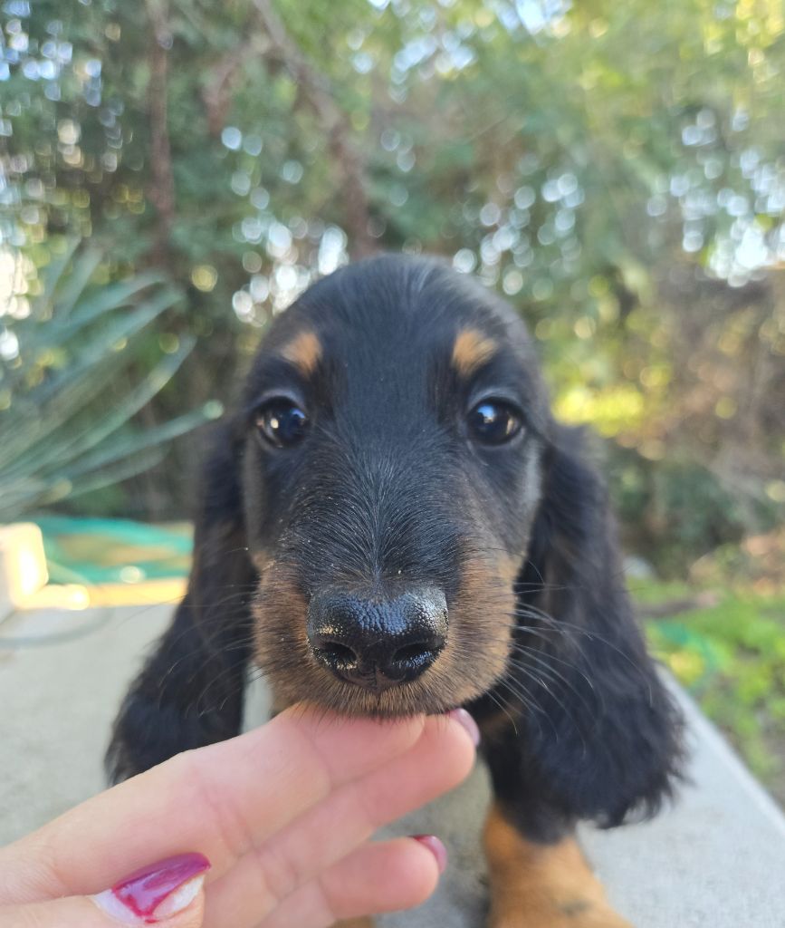 Of Moonlight Blue - Chiots disponibles - Teckel poil long
