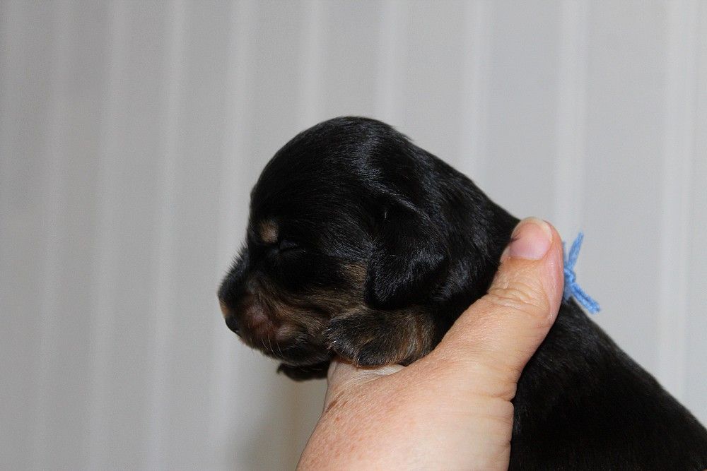 Of Moonlight Blue - Chiots disponibles - Teckel poil long